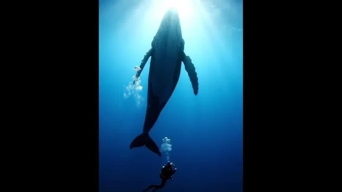 鬼子你等着 - 深蓝星球：探索海洋深处的未知世界